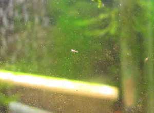 1.5mm̒tGrKX!!