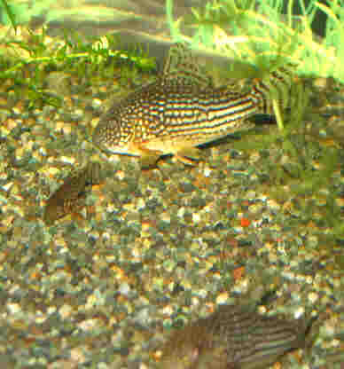 8Co.XeoCeq