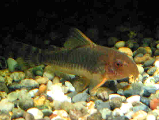 Co.SbZC1